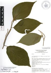 Piper dilatatum image