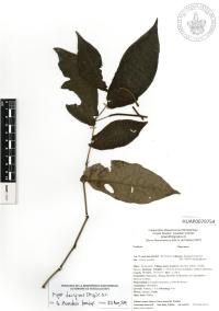 Piper decipiens image