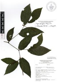 Piper decipiens image