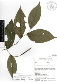 Piper decipiens image