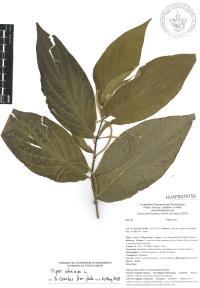 Piper aduncum image