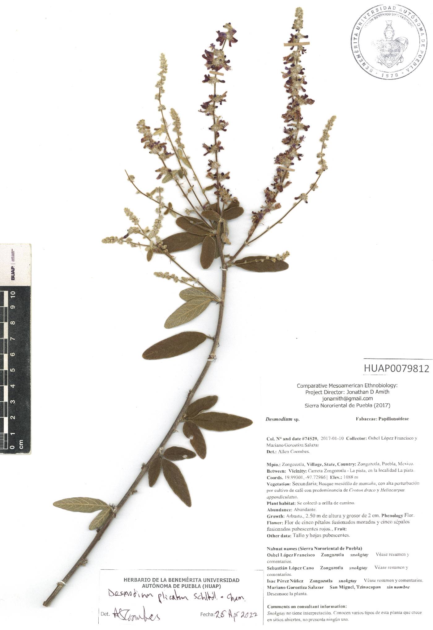 Desmodium plicatum image