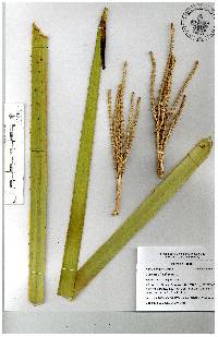 Dasylirion lucidum image