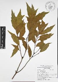 Quercus affinis image