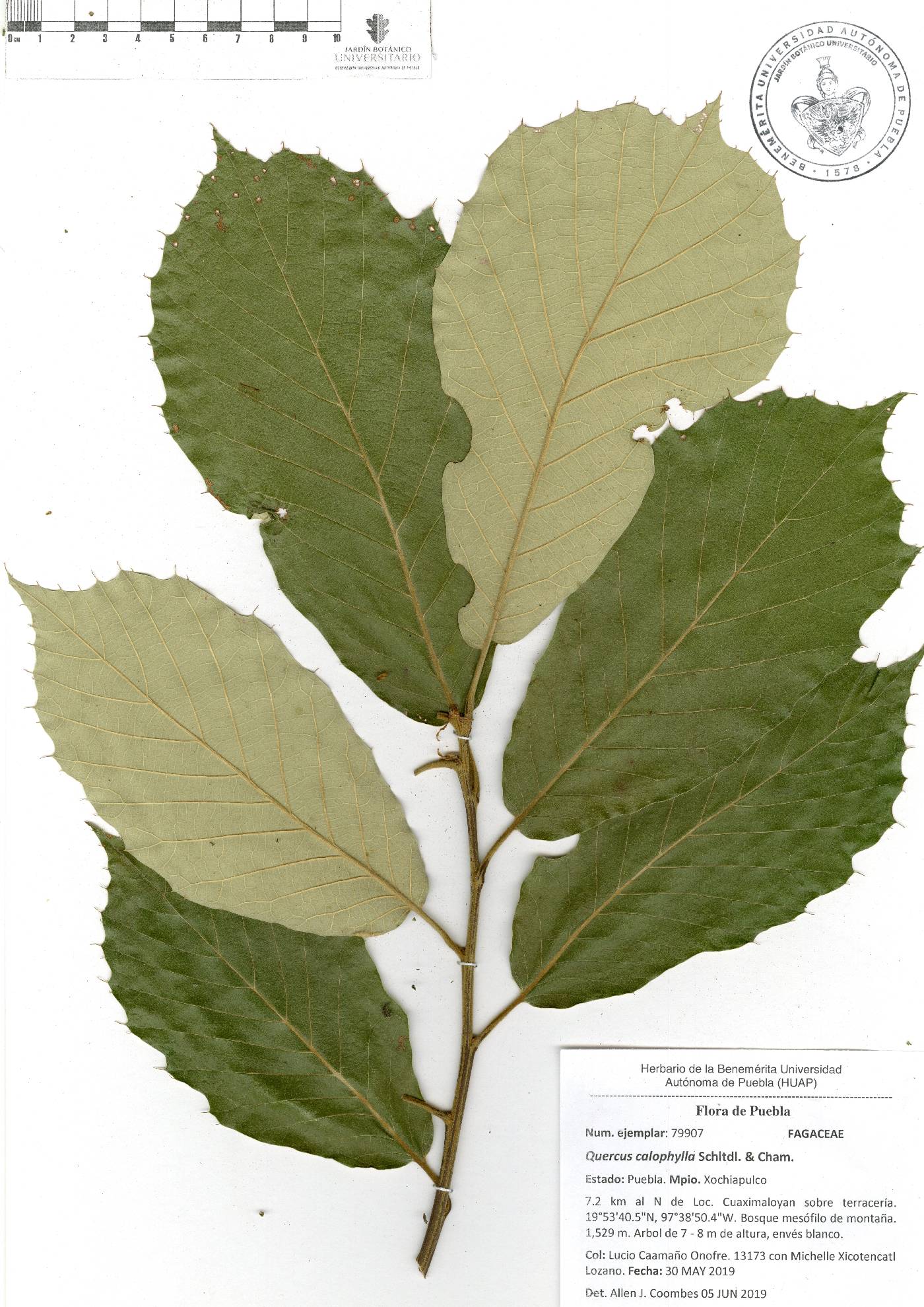 Quercus candicans image