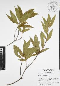 Quercus affinis image