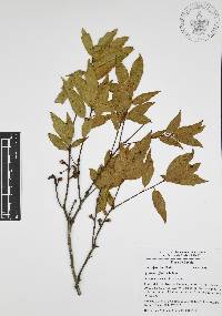 Quercus affinis image