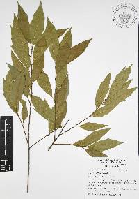 Quercus affinis image