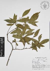 Quercus affinis image