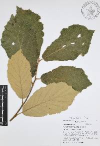 Quercus candicans image