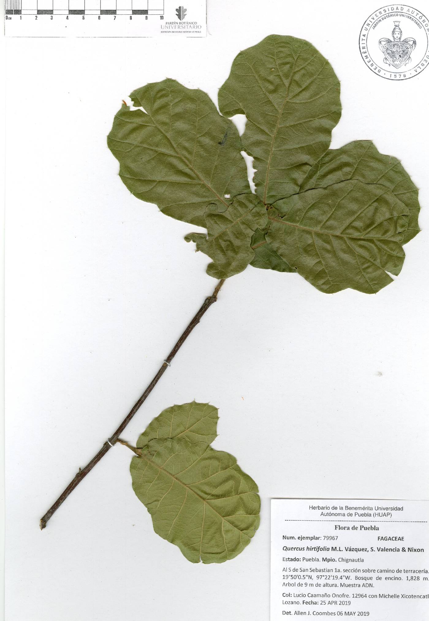 Quercus hirtifolia image