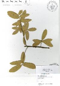 Quercus × dysophylla image