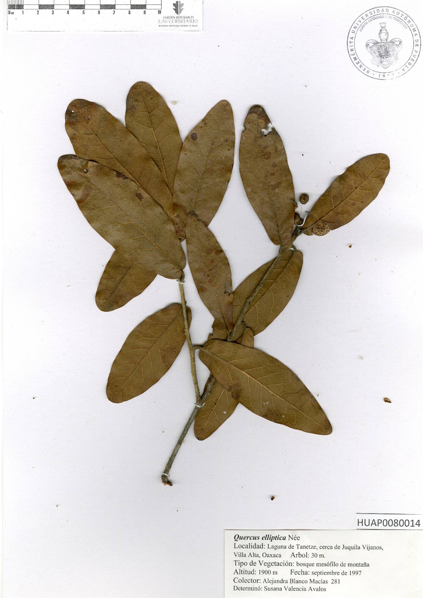 Quercus elliptica image