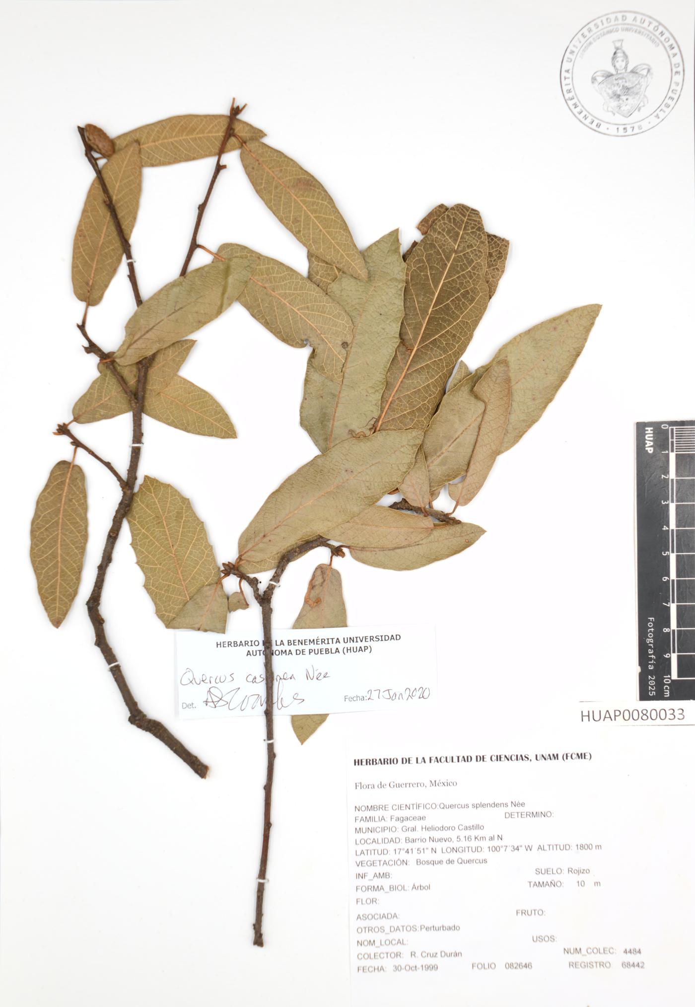 Quercus castanea image