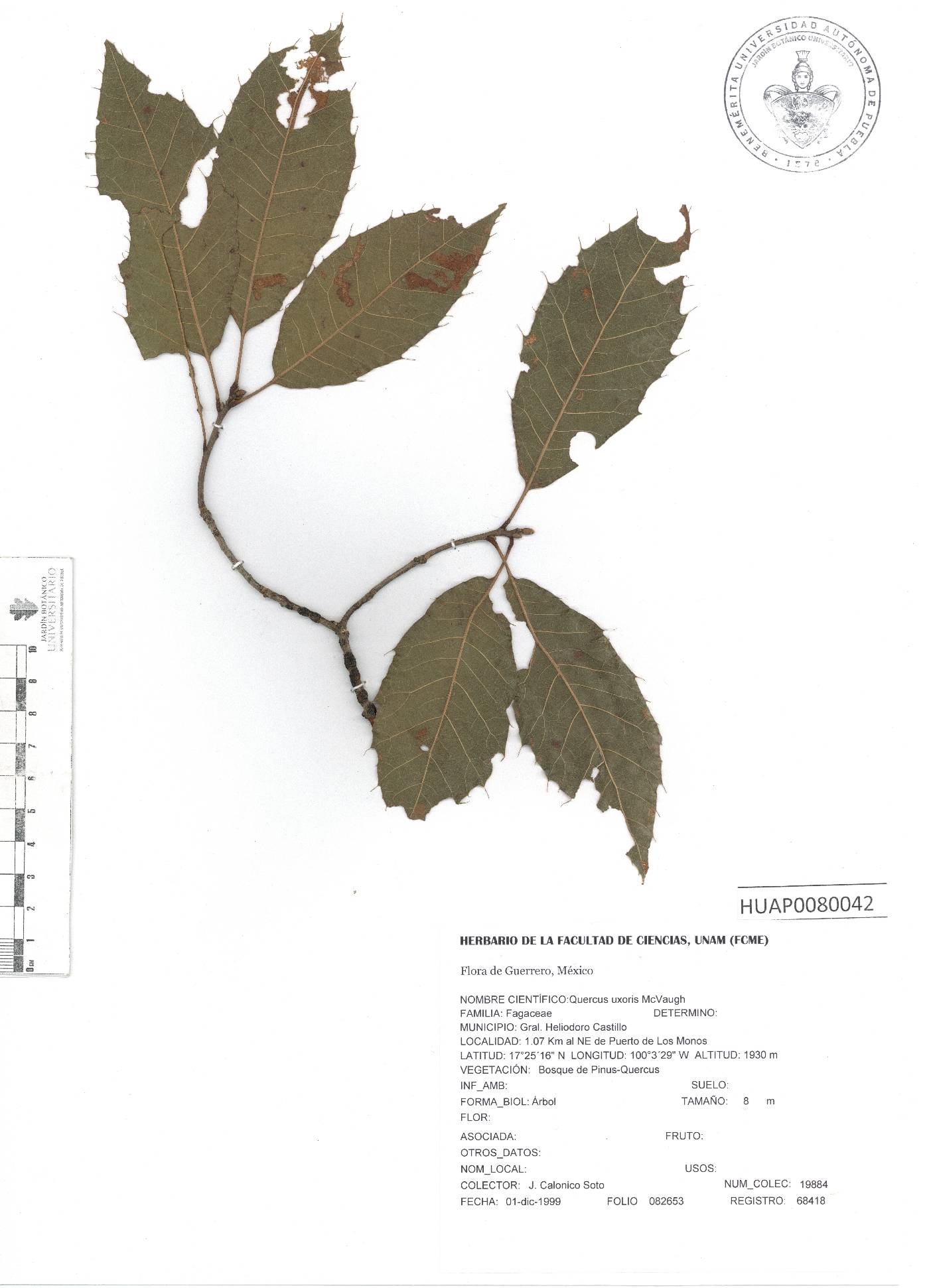 Quercus uxoris image