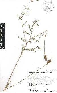 Dalea foliolosa image