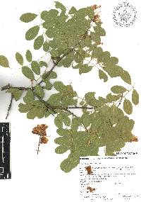 Lonchocarpus huetamoensis image