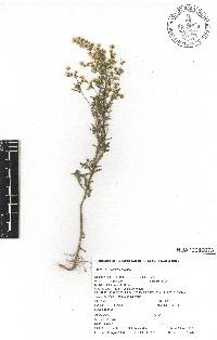 Laennecia sophiifolia image