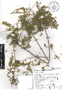 Eysenhardtia orthocarpa image