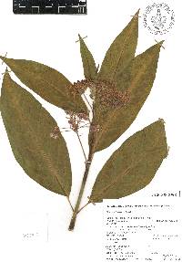 Asclepias similis image