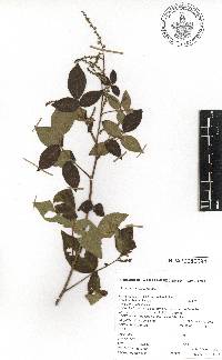 Rhus galeottii image