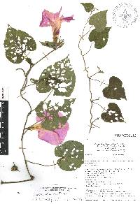 Ipomoea indica image