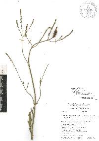 Verbena litoralis image