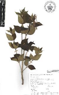 Bouvardia loeseneriana image
