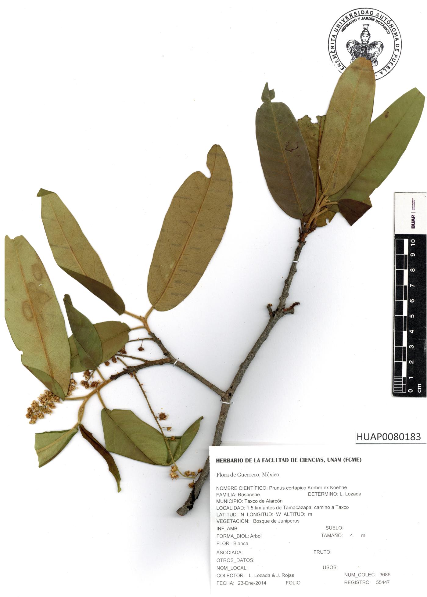 Prunus cortapico image