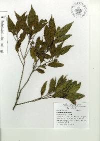 Quercus acherdophylla image