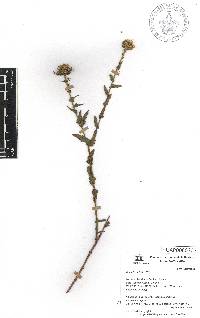 Grindelia inuloides image