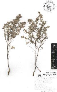 Helianthemum glomeratum image