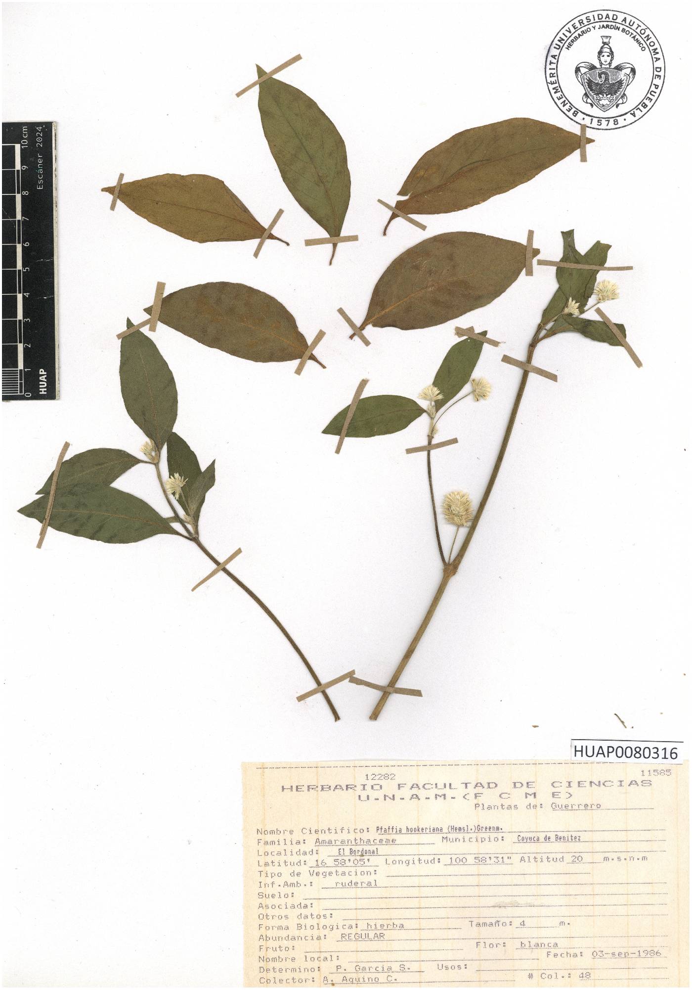 Pfaffia hookeriana image