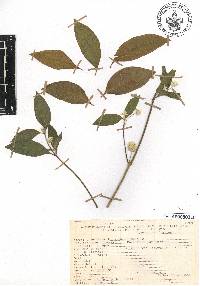 Pfaffia hookeriana image