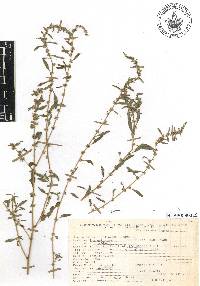 Amaranthus polygonoides image