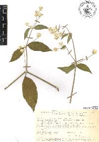 Pfaffia hookeriana image