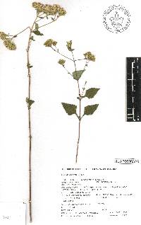 Stevia ovata image