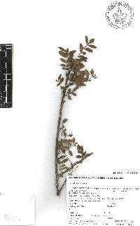 Bursera fagaroides image