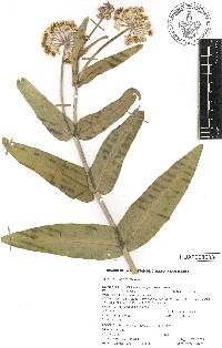 Asclepias glaucescens image