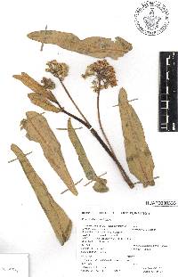 Asclepias glaucescens image