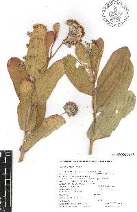 Asclepias glaucescens image