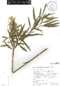 Baccharis salicifolia image