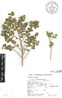 Baccharis conferta image