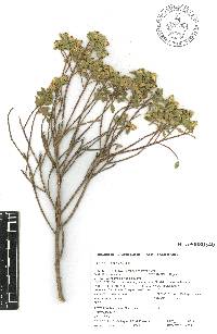 Baccharis conferta image