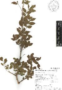 Bursera fagaroides image