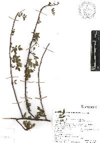 Bursera fagaroides image