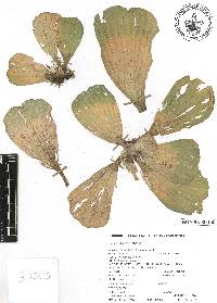 Pistia stratiotes image