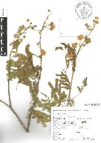 Mimosa mollis image