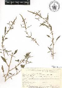 Amaranthus polygonoides image