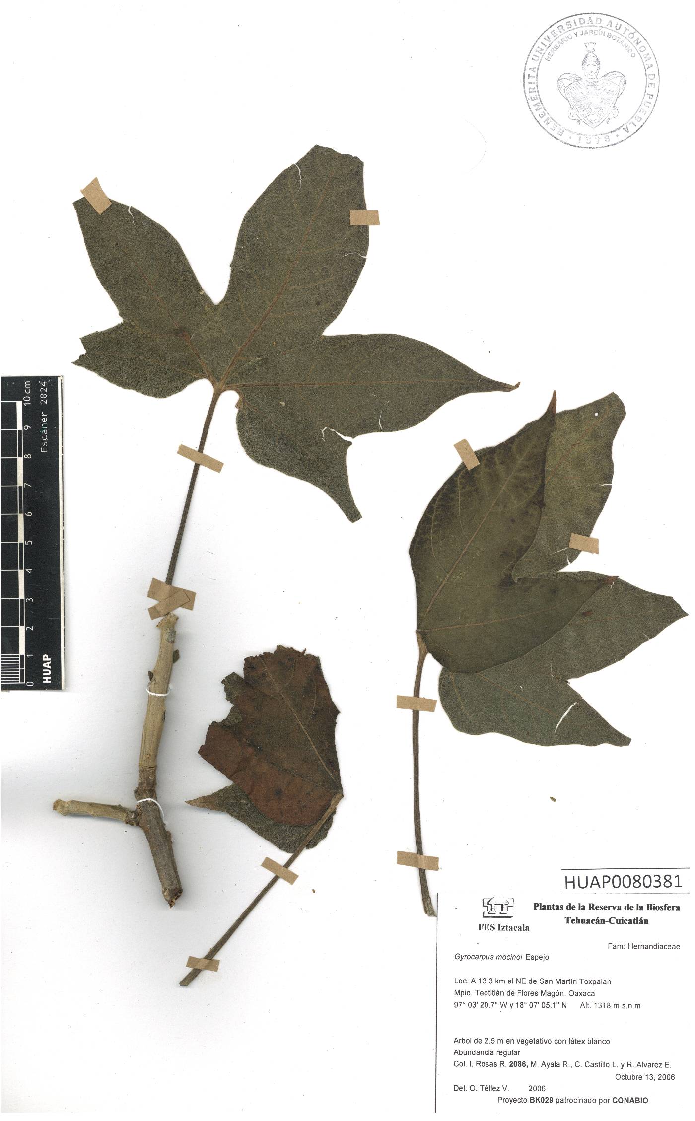 Gyrocarpus mocinoi image